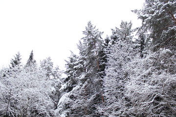 snow covered trees