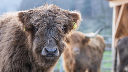 Schottisches Hochlandrind