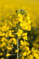 rapeseed canola or colza field