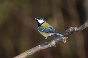 great tit on a branch
