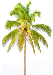 Fototapeta na wymiar Cocotier isolé sur fond blanc - arbre tropical