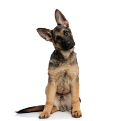 seated german shepard leans its head to side