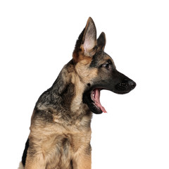 head of shocked german shepard looking to side while sitting