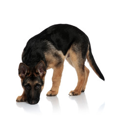 adorable german shepard stands and picks up scent