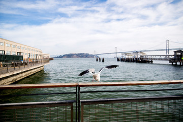 San Francisco City View