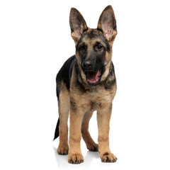 shocked german shepard looks to side while standing