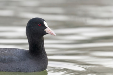 Coot swimming (Fulica atra) Close up Eurasian Coot