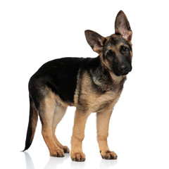 cute black and brown wolf dog standing