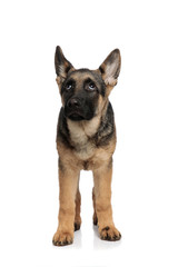 curious wolf dog stands and looks up