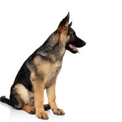 panting german shepard looks to side while sitting