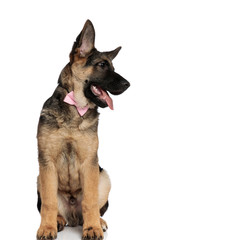 seated german shepard wearing pink bowtie looks down to side