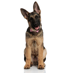 Obraz premium adorable german shepard with mouth open and pink bowtie