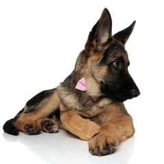 cute shepard dog wearing pink bowtie looks to side