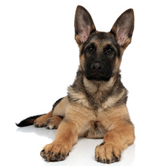 adorable black and brown german shepard resting