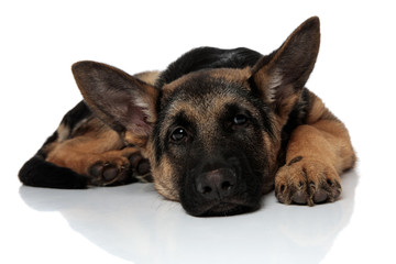 cute and fatigued german shepard lying with head down