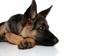 close up of curious german shepard lying with head down