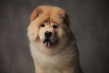close up of cute chow chow panting while standing