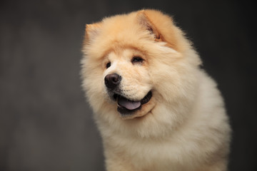 Fototapeta na wymiar close up of panting curious chow chow looking to side