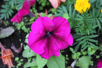 purple flower in the garden
