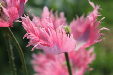 red flower in the garden