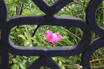 flowers in the garden