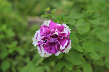 pink flower in the garden