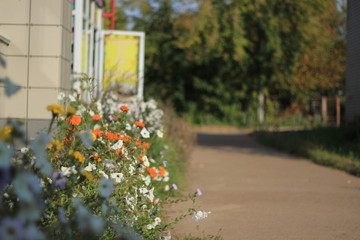 flowers in the garden