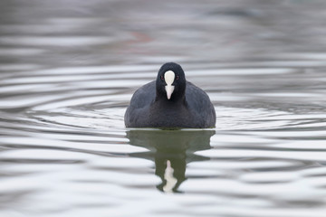 Coot swimming (Fulica atra) Close up Eurasian Coot