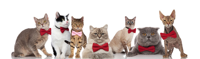 stylish group of cats wearing red and pink bowties