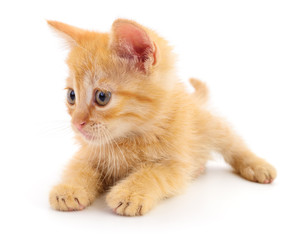 Small brown kitten.