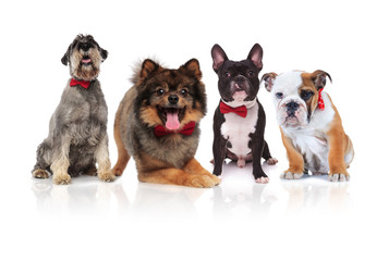 four cute dogs of different breeds with red bowties