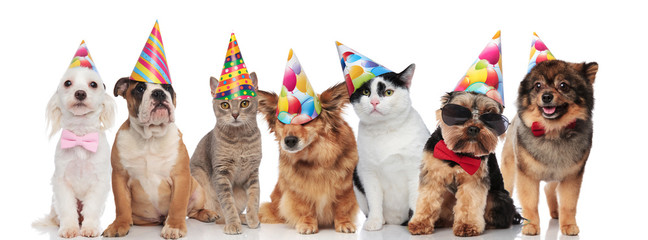 lovely birthday pets wearing colorful caps