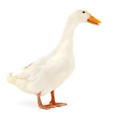 Duck on white.