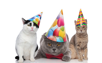 team of three adorable birthday cats with colorful hats