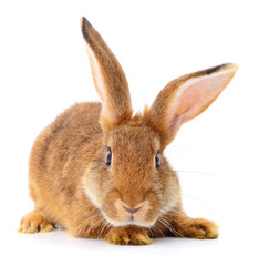 Brown rabbit on white.