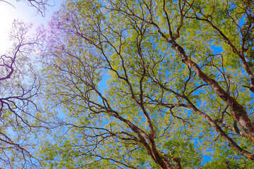 Fototapeta premium tree in spring