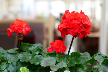 Red flowers in the city