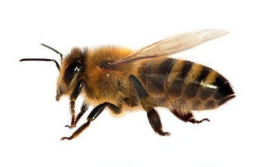 bee or honeybee or honey bee isolated on the white