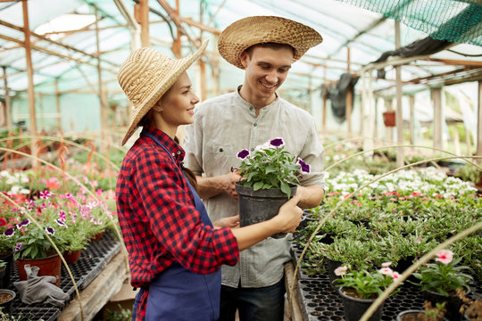 Guy and girl gardeners  in a straw hats holds and looks at the pot with flower in greenhouse on a sunny day.