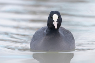 Coot swimming (Fulica atra) Close up Eurasian Coot