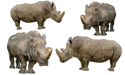 Fototapeta premium Rhino isolated on white background
