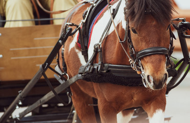 Pinto pony in carriage