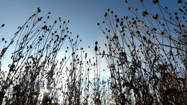 Wilde Karde, Dipsacus fullonum, samenstand