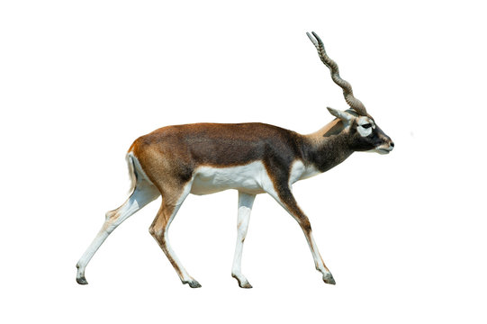 Black buck antelope walking