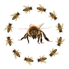 bee or honeybee isolated on the white background