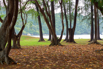 forest floor having fallen leaves and dark mood of the jungle with sea in  the background. 