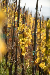 Goldener Herbst in Ürzig an der Mosel