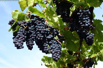 Weintrauben