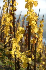 Goldener Herbst in Ürzig an der Mosel