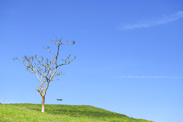 Obraz premium Pastures of the interior of Espírito Santo, municipality of Varre-Sai, banks of the Itabapoana River, Brazil.